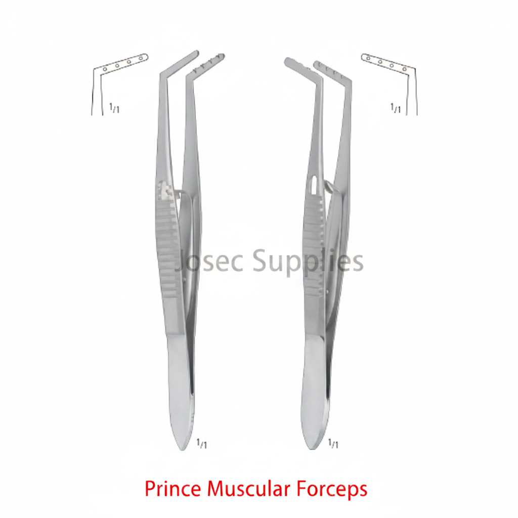 Prince Muscular Forceps